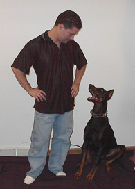 dandonnernew11.jpg